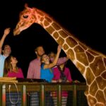 nightsafari