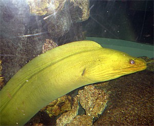 eel