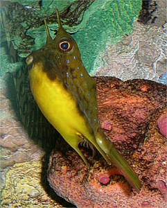 fish