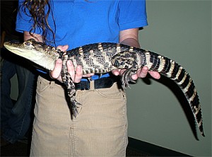 gator