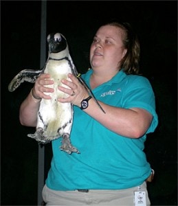 penguin2