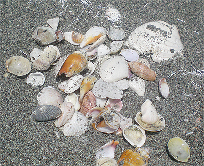 shells