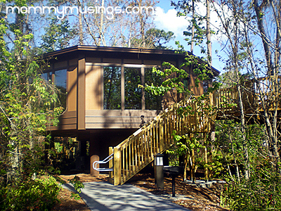 Treehouse Villas at Disneys Saratoga Springs Treehouse Villas at Disneys Saratoga Springs