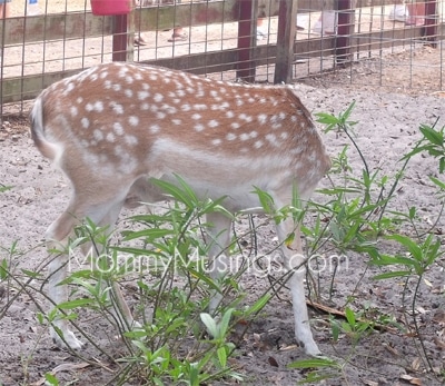 deer deer
