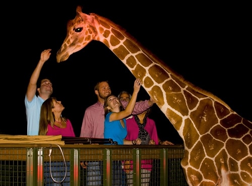 night safari usa