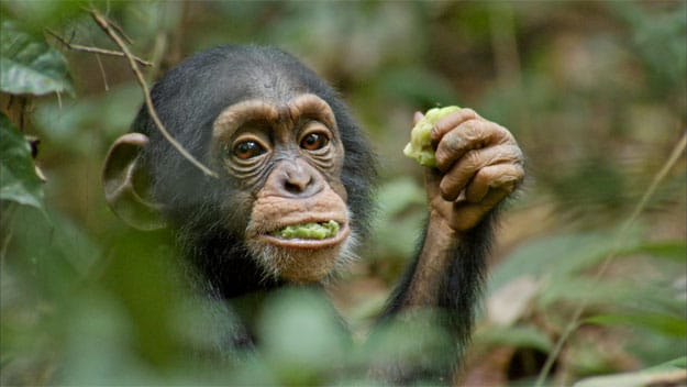 disney chimpanzee oscar