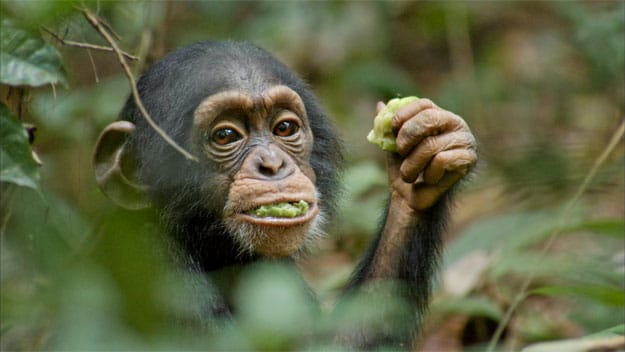 disneynature chimpanzee oscar