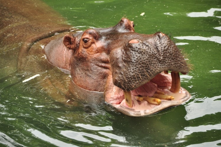 Wild Africa Trek Hippo