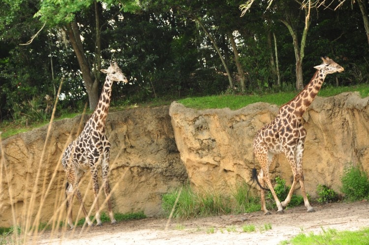 disney animal kingdom safari