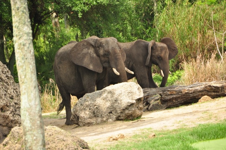 disney animal kingdom safari animals