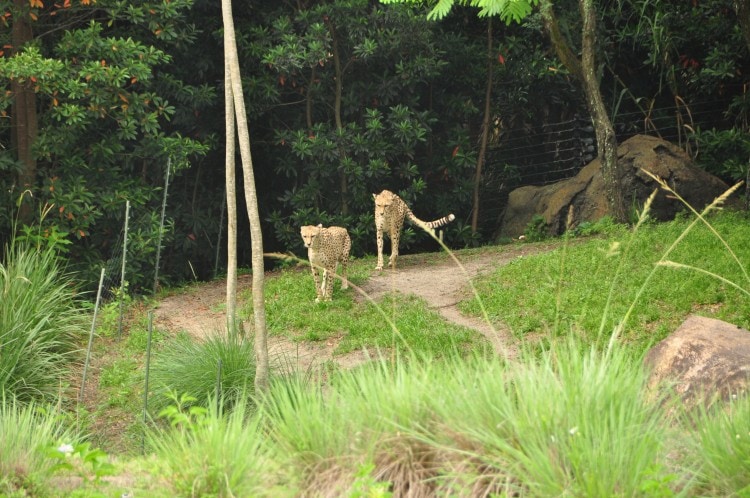 Wild Africa Trek Big Cats