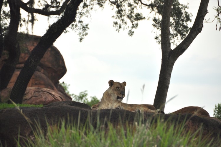 Wild Africa Trek Lion