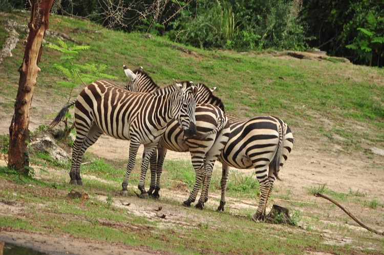 Wild Africa Trek Zebras