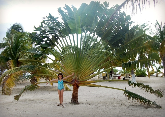 fanpalmbelize