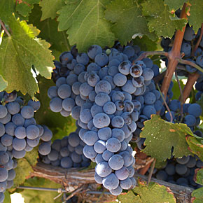 hhwine