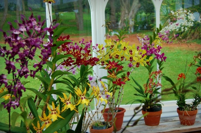 orchids lanai