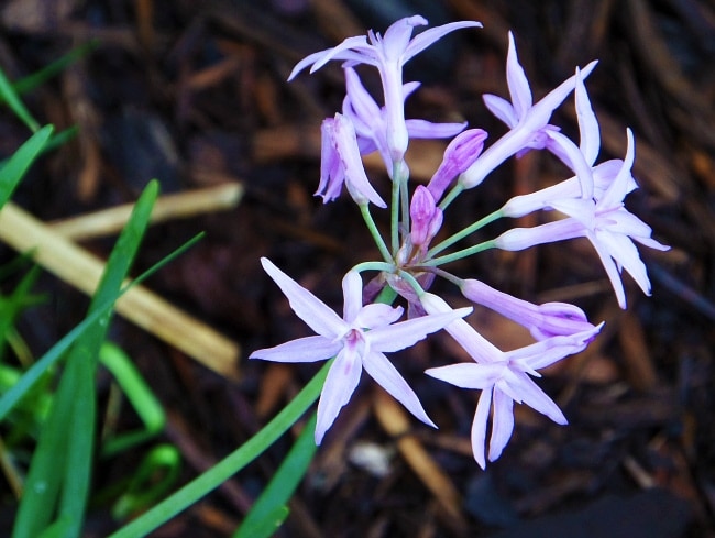 SAMSUNG WB200 pictures