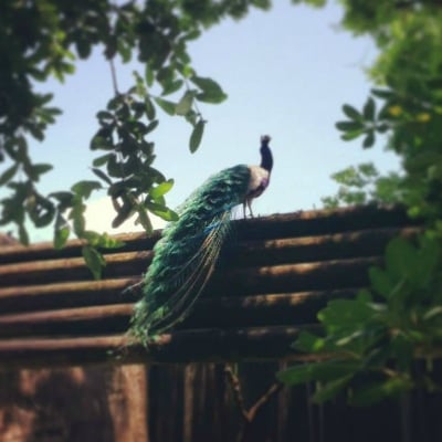 peacock