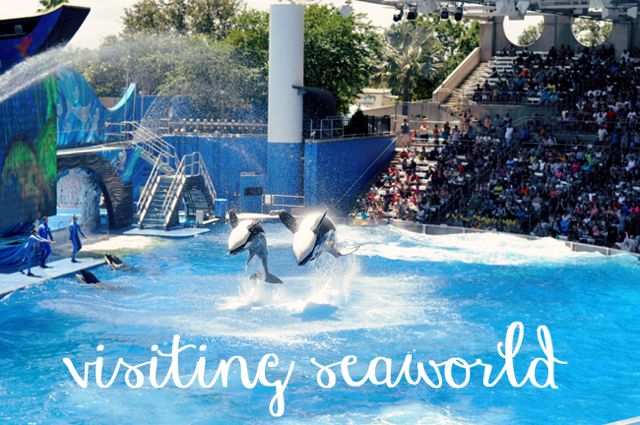 seaworld k