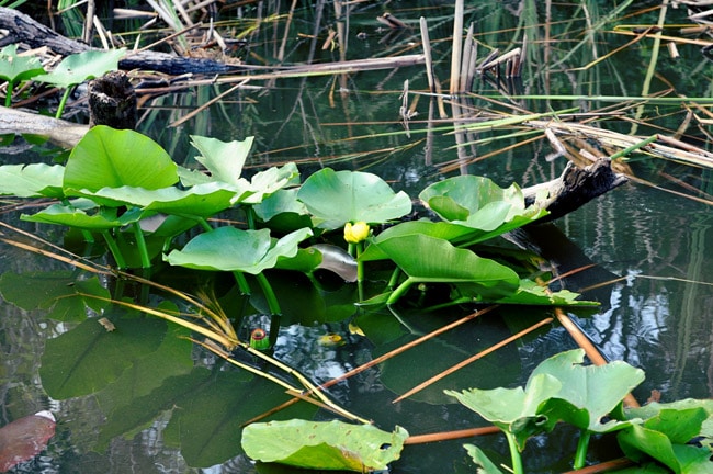 boggy creek gator