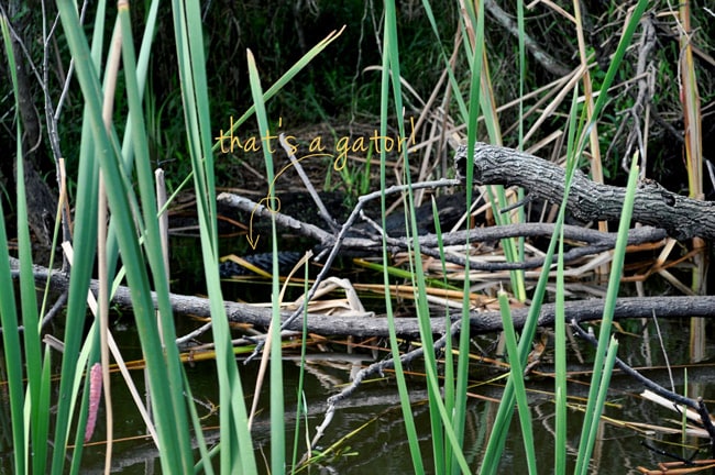 boggy creek alligator