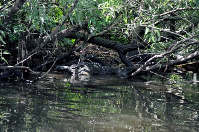 airboat tour