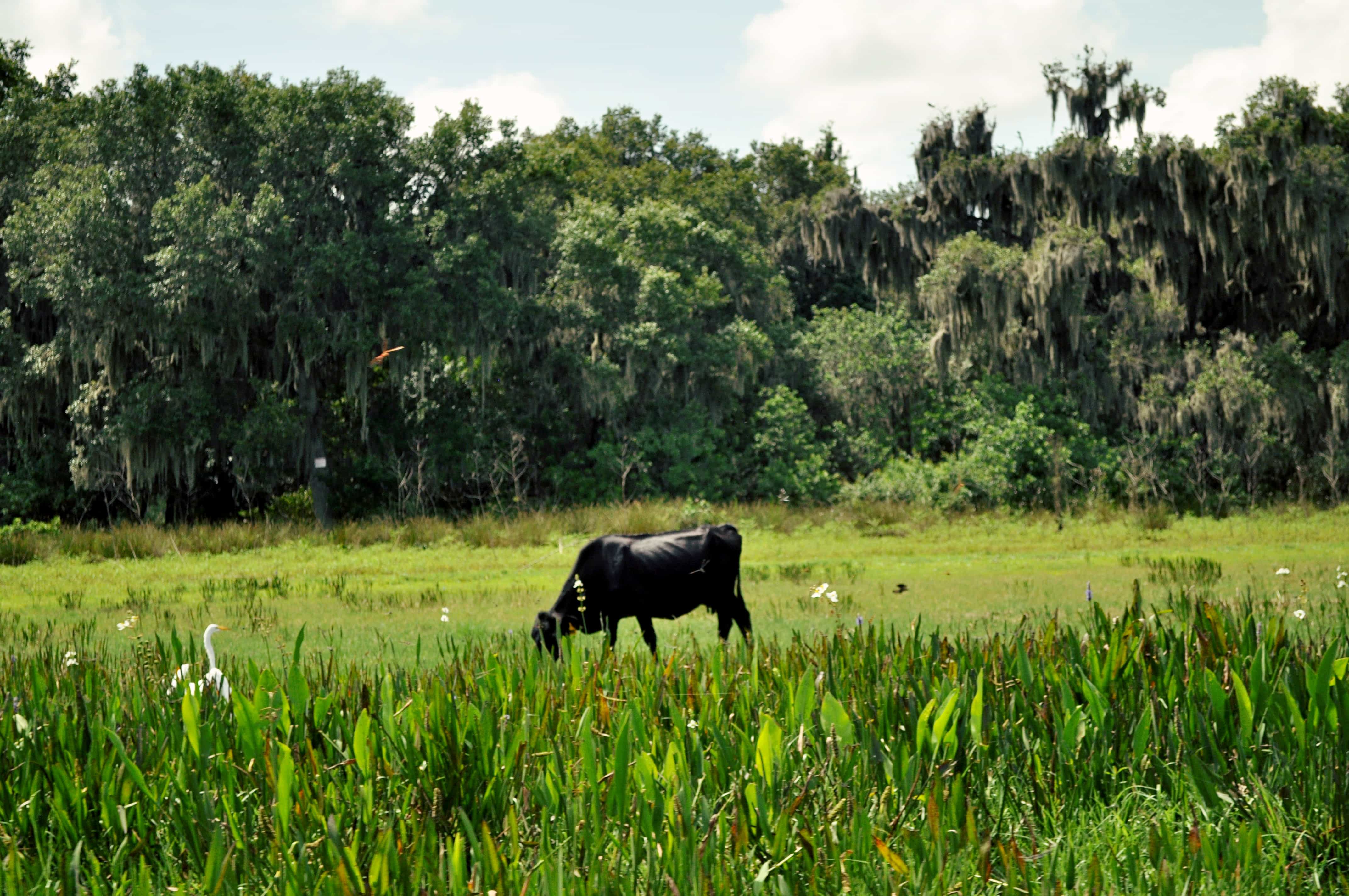 cow in swamp
