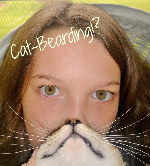 catbearding