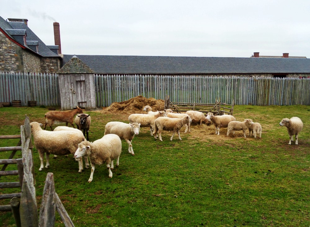 Fortress of Louisbourg sheep