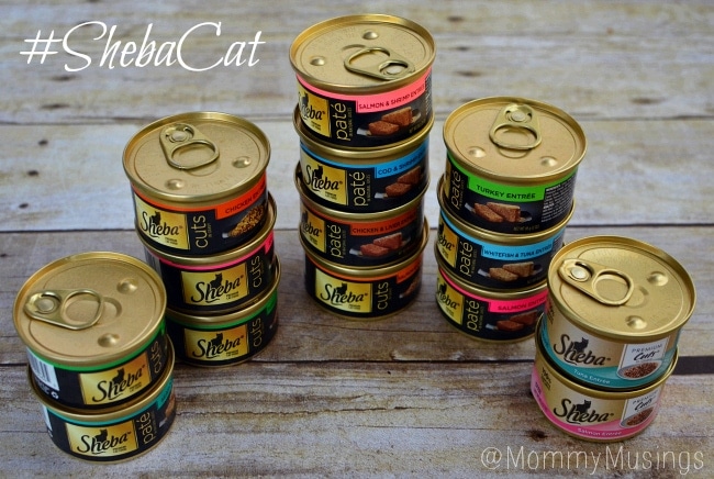 sheba cat #shop