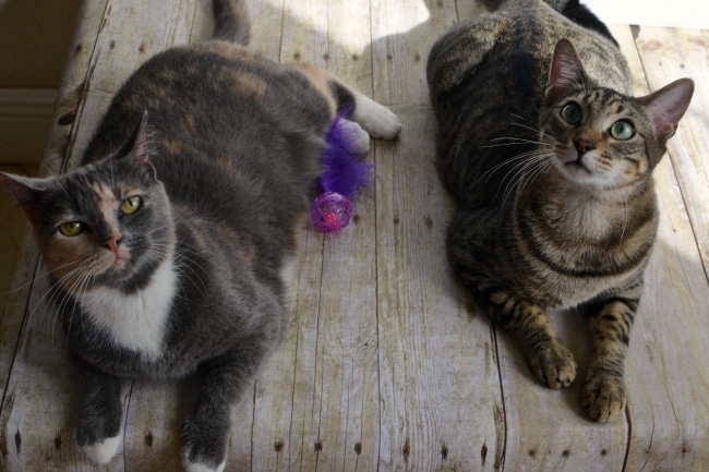 fresh step cats