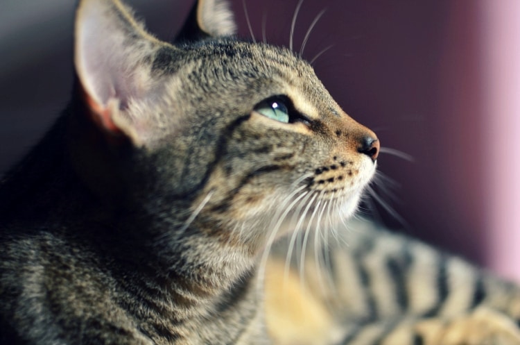 Fresh Step Million Meow Mission