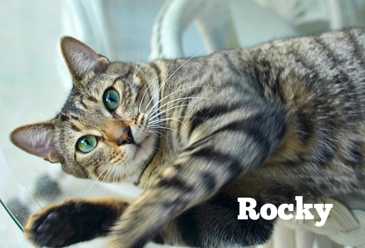 rockycat