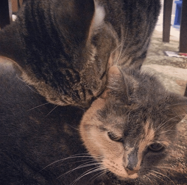 Sergeant's calming collar