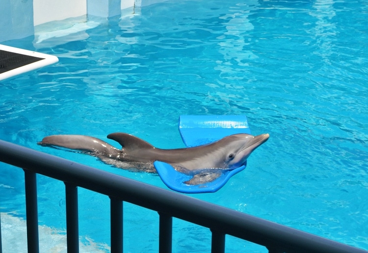 winter the dolphin