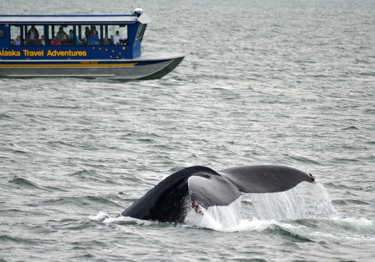 humbackwhaletail