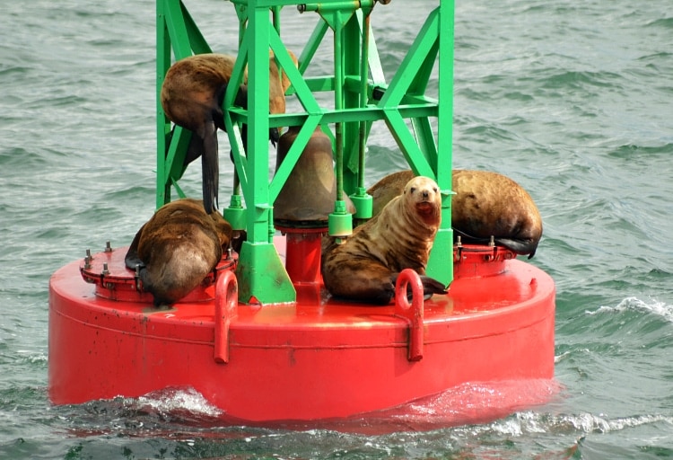 sealionsalaska