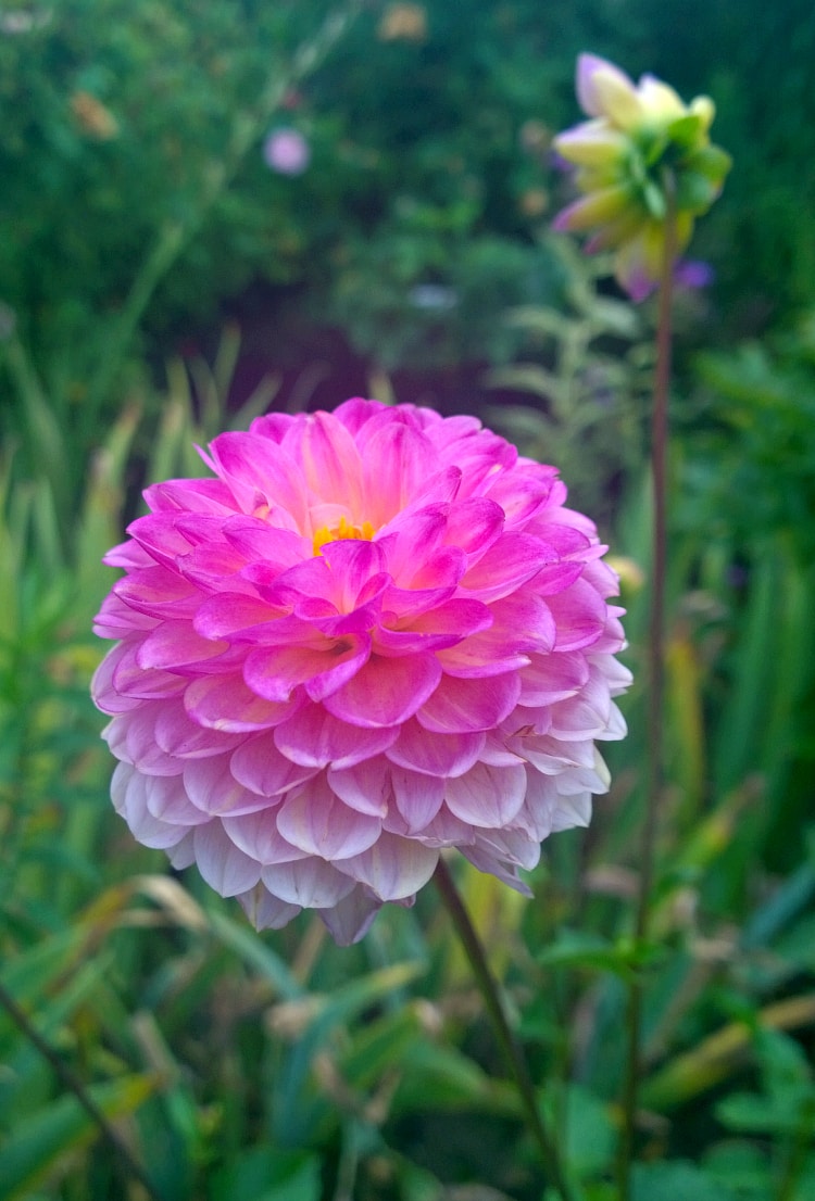 butchartgardens