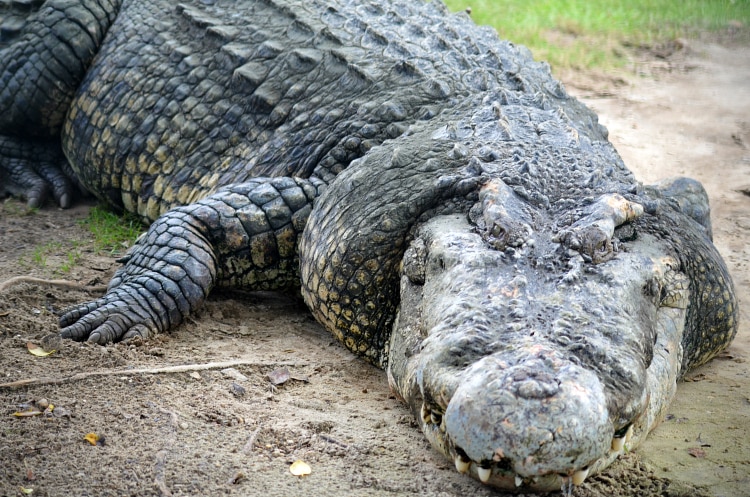 utan crocodile