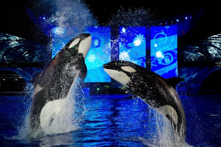 Seaworld’s Christmas Celebration shamu