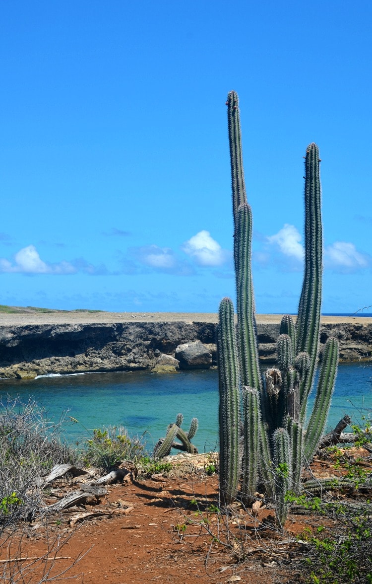 curacao cactus