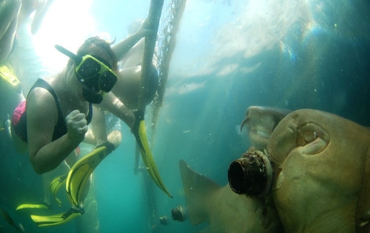 feeding sharks