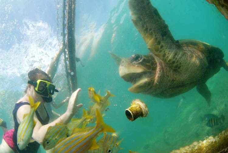 turtle feeding curacao