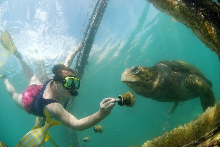 curacao animal encounter