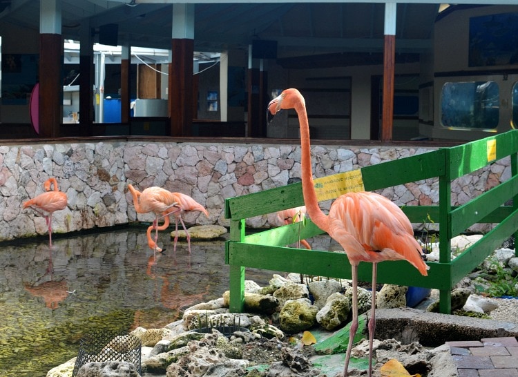 flamingo curacao