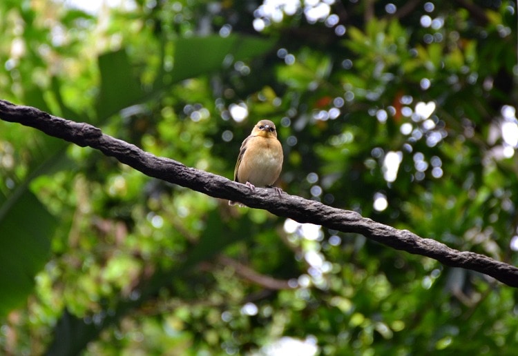 animal-kingdom-aviary