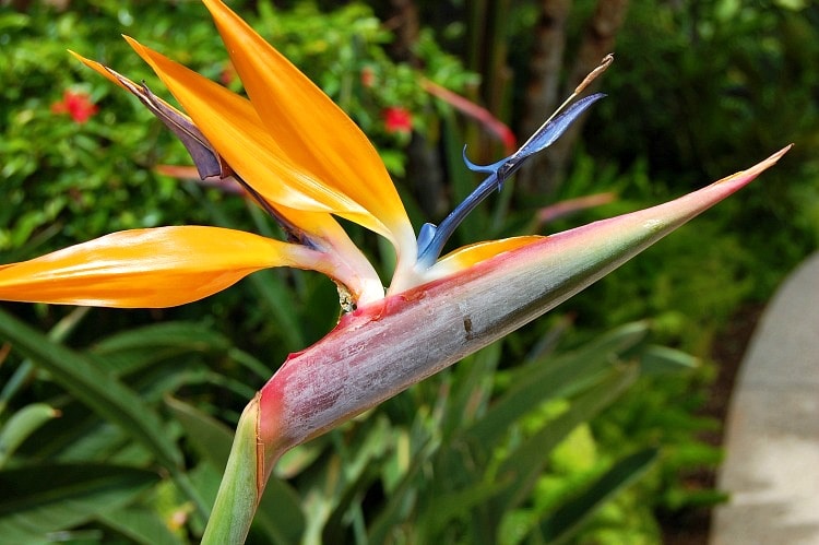 bird-of-paradise