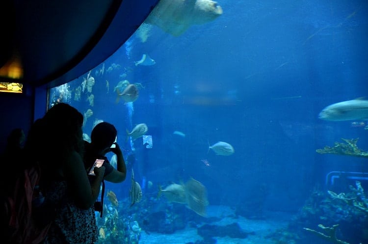 aquarium at Epcot