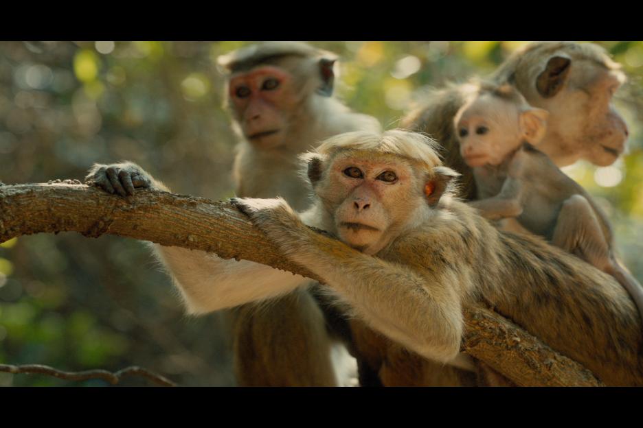 monkeykingdom4