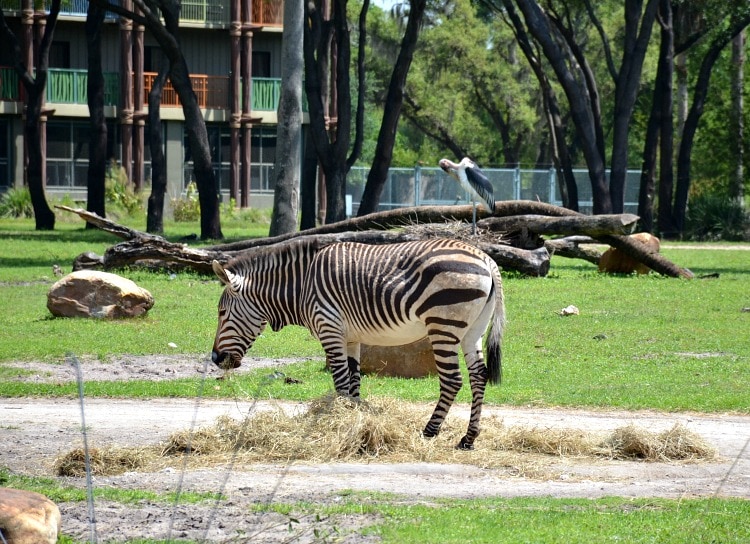 zebra-kidani-village